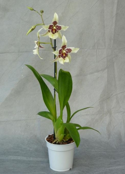 Beallara Tahoma Glacier (Brat. Cartagena x Onc. Alaskan Sunset)