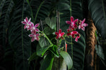 Carica l'immagine nel visualizzatore Galleria, Phalaenopsis Double Shot ((amabilis x tetraspis #C1) x tetraspis #C1)