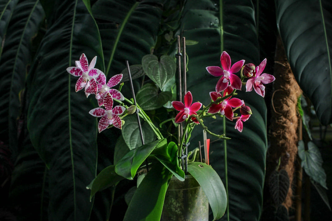Phalaenopsis Double Shot ((amabilis x tetraspis #C1) x tetraspis #C1)