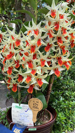 Carica l&#39;immagine nel visualizzatore Galleria, Dendrobium Jiaho Delight (Den. Hsinying Frostymaree x Den. tobaense)

