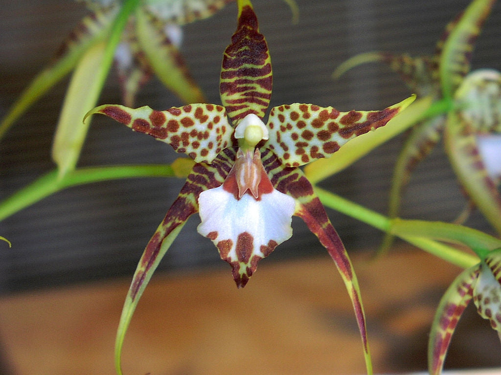 Rhynchostele cordata (syn. Lemboglossum cordatum)