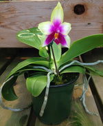 Carica l'immagine nel visualizzatore Galleria, Phalaenopsis violacea var. Borneo