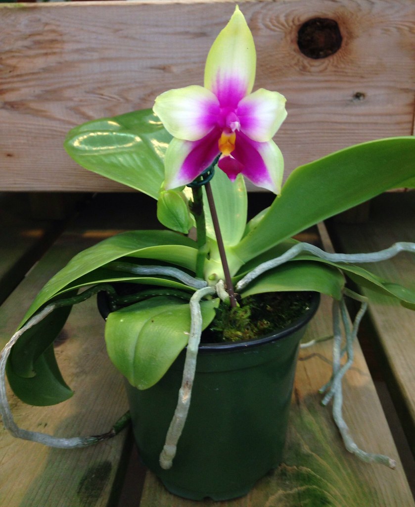 Phalaenopsis violacea var. Borneo