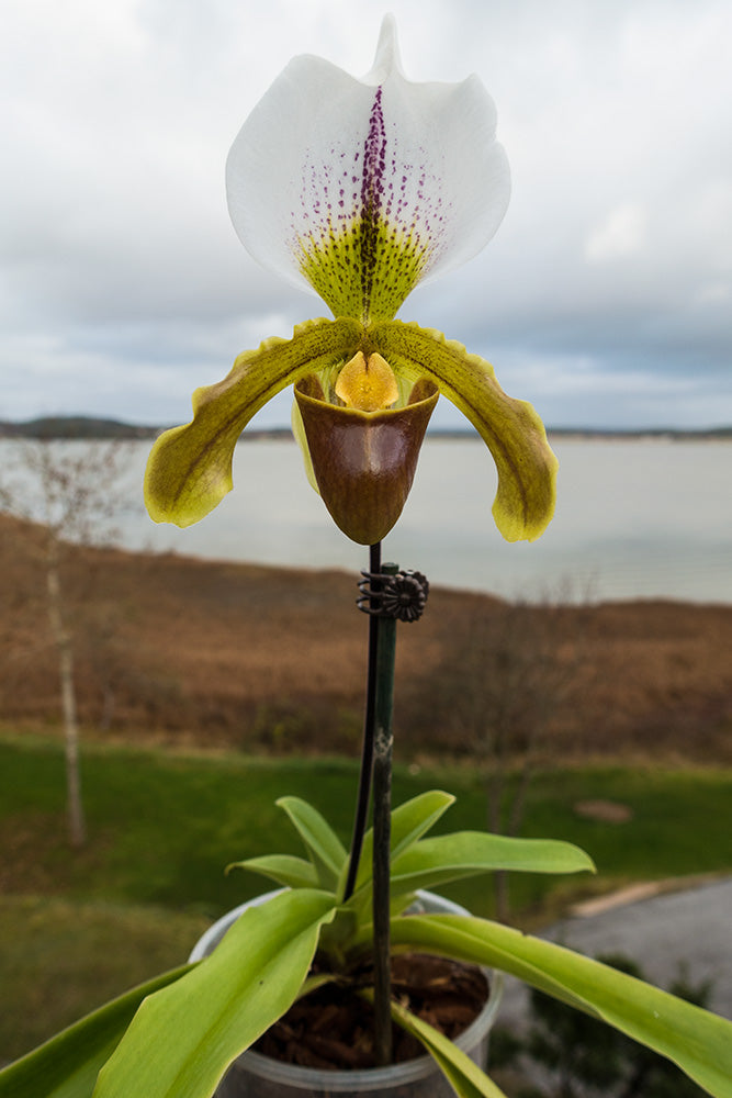 Paphiopedilum Leeanum (insigne x spicerianum)