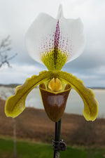Carica l'immagine nel visualizzatore Galleria, Paphiopedilum Leeanum (insigne x spicerianum)