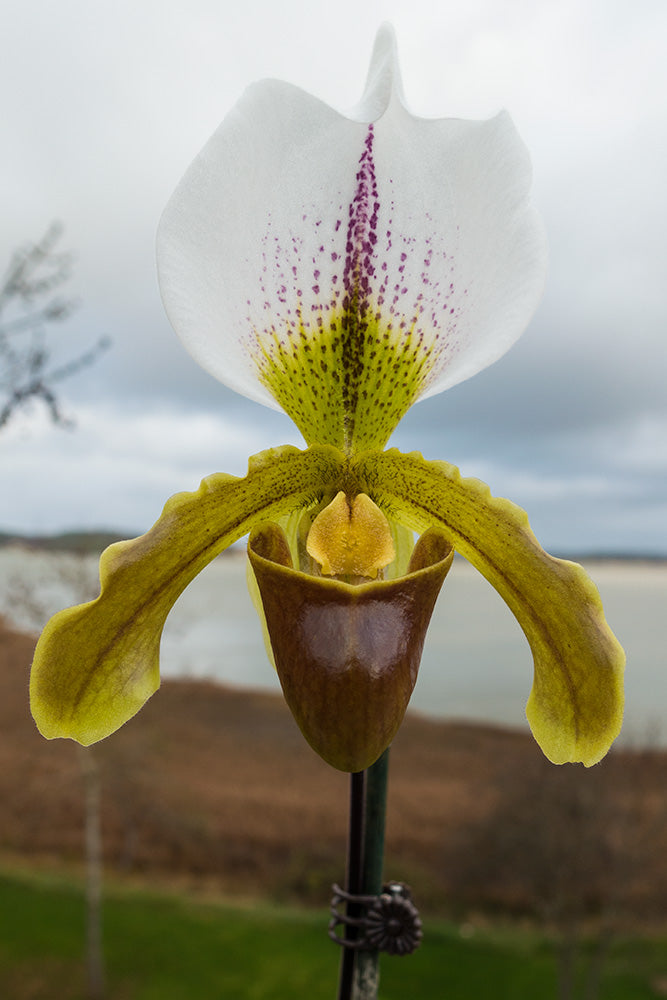 OFFERTA PAPHIOPEDILUM BIS
