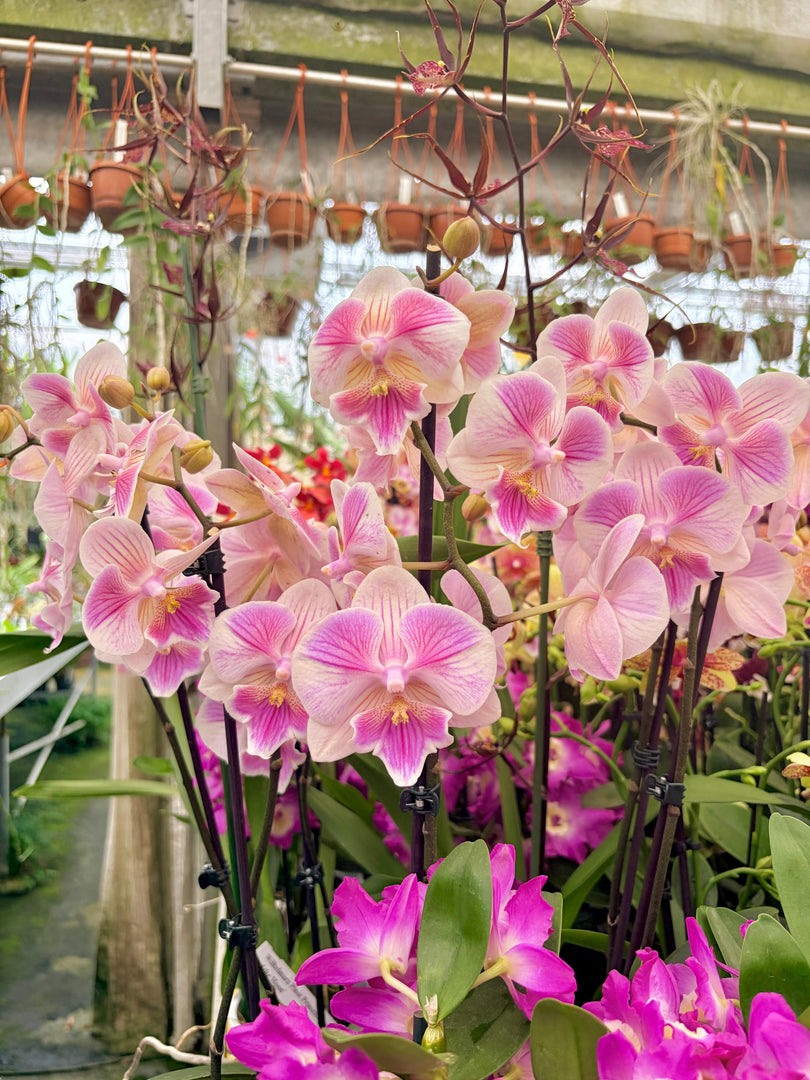 Phalaenopsis Ching Ann Vichris Dress (Peloric) - Big Lip