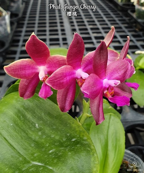 Phalaenopsis Jungo Cherry