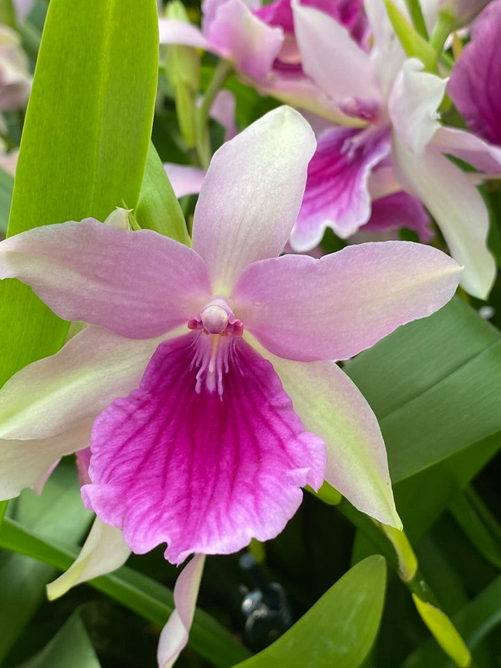 Miltonia Honolulu x binotii
