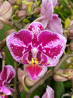 Load image into Gallery viewer, Phalaenopsis Thailand Lip
