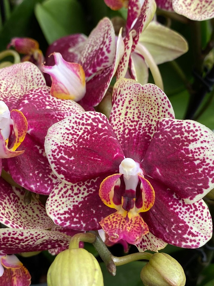 Phalaenopsis Streetwise