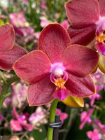 Load image into Gallery viewer, Phalaenopsis Sogo Red Star
