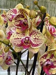 Phalaenopsis Mariola