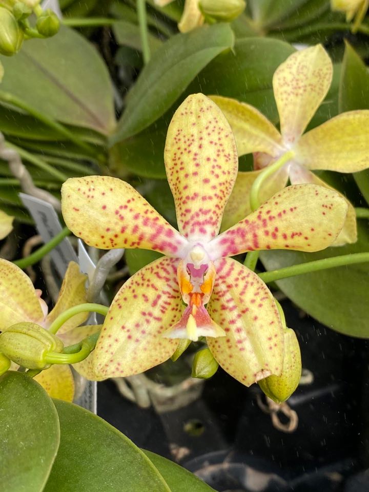 Phalaenopsis rheingold x pallens