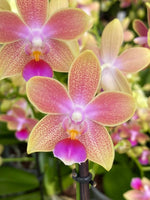 Carica l&#39;immagine nel visualizzatore Galleria, Phalaenopsis Miki Golden Sand
