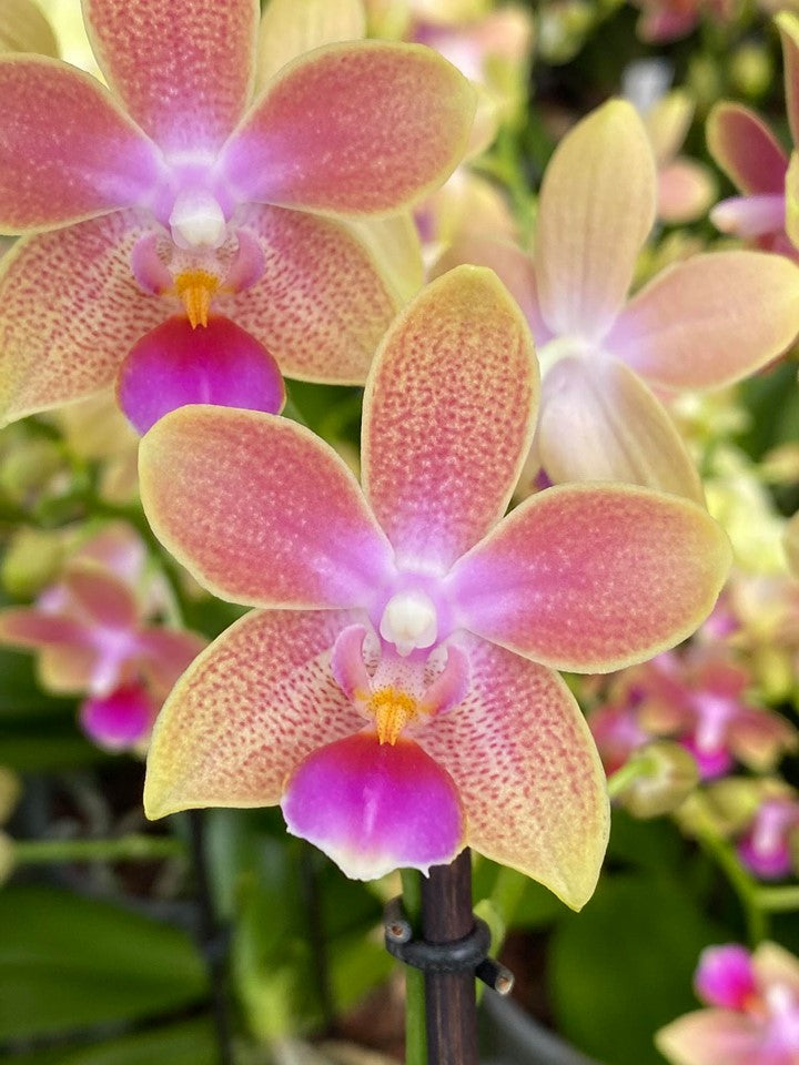 Phalaenopsis Miki Golden Sand