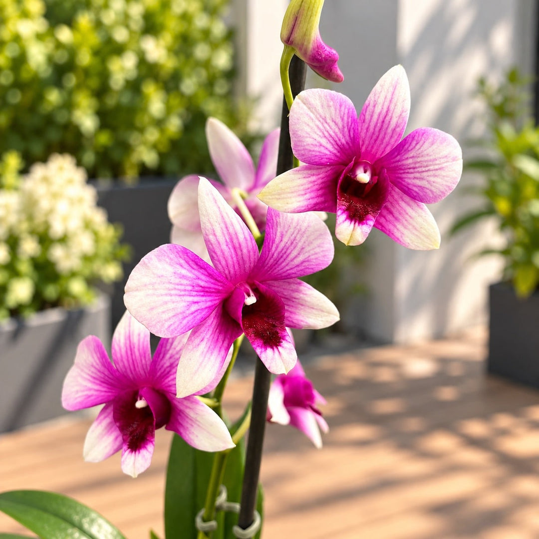 Dendrobium Polar Fire (Dendrobium Phalaenopsis)