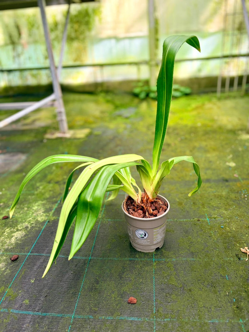Phragmipedium kovachii x sib ('16/7' x 'Triple')