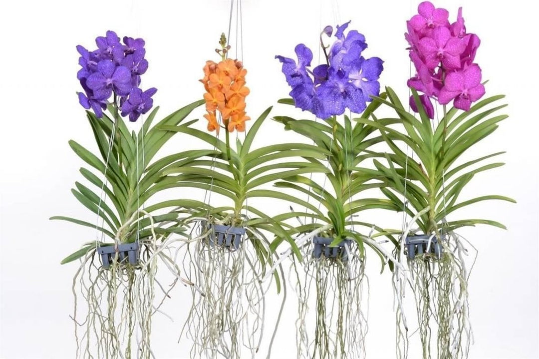 Vanda Mix