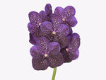 Load image into Gallery viewer, Vanda MV Tannins