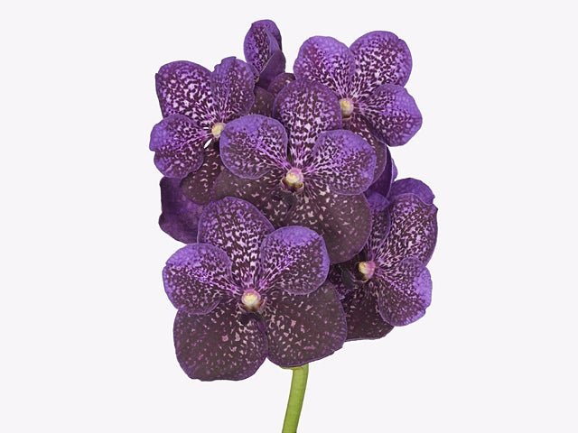 Vanda MV Tannins