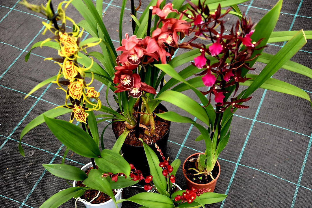 OFFERTA CYMBIDIUM