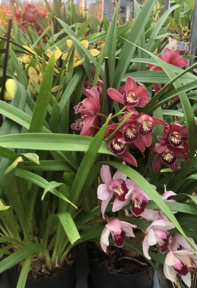 OFFERTA CYMBIDIUM