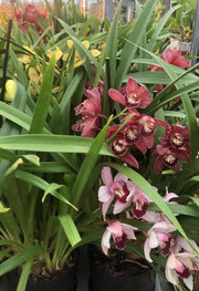 OFFERTA CYMBIDIUM