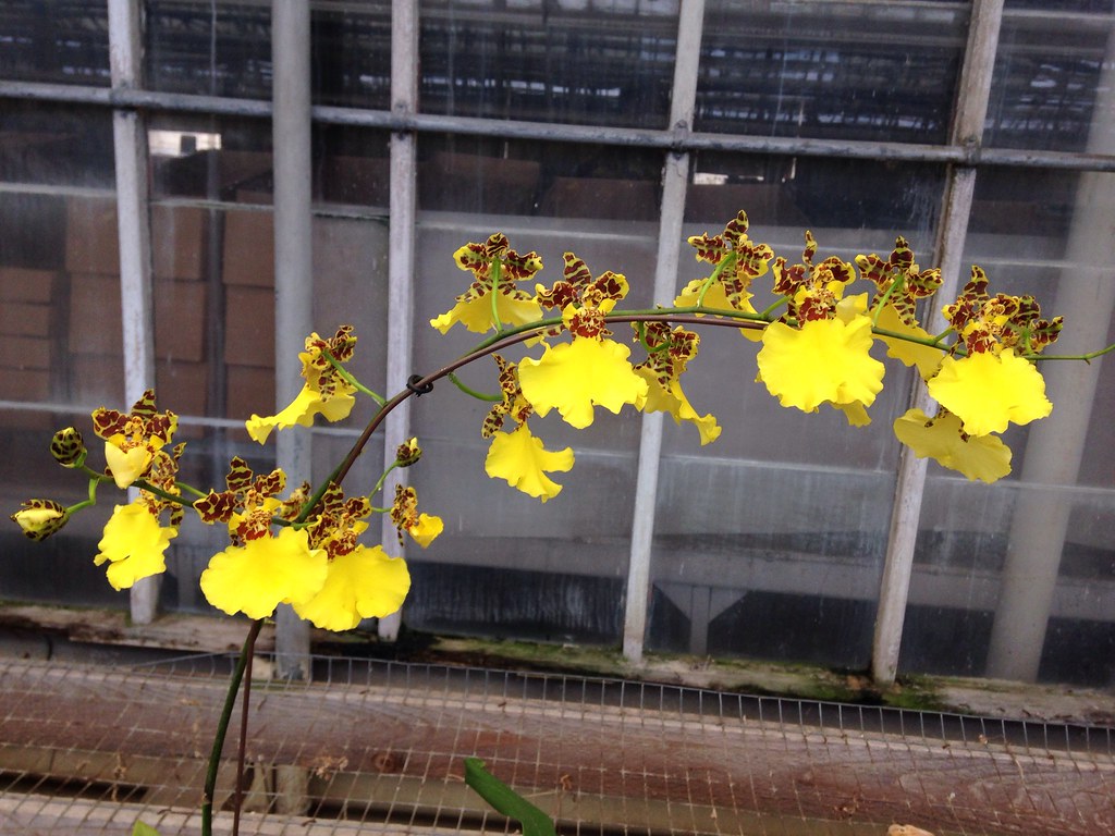 Oncidesa Jiuhbao Gold 'Tainan' AM/AOS