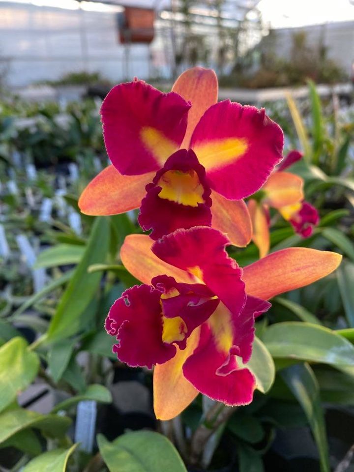 Sophrolaeliocattleya Chaveenum Beauty × Pot. Appha Plas Gold