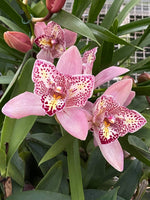 Carica l&#39;immagine nel visualizzatore Galleria, Cymbidium Flamingo &#39;Peachlet Ilona&#39;

