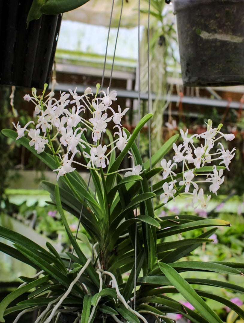 Neostylis Lou Sneary 'White' (Neofinetia falcata x Rhy. coelestis var alba)