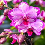 Load image into Gallery viewer, Phalaenopsis Toshi
