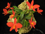 Load image into Gallery viewer, Sophronitis acuensis - Brazil Import