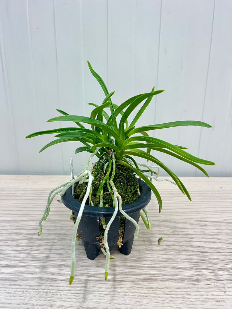 Neofinetia falcata 'Koubai' 紅梅 - BIG