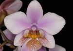 Load image into Gallery viewer, Phalaenopsis Philadelphia - Wiganiae (stuartiana x schilleriana)