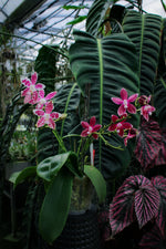 Carica l'immagine nel visualizzatore Galleria, Phalaenopsis Double Shot ((amabilis x tetraspis #C1) x tetraspis #C1)