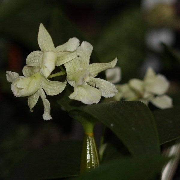Dendrobium (Nora Tokunaga x aberrans) x tetragonum