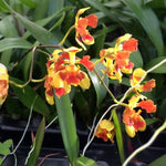 Load image into Gallery viewer, Oncidium coloratum x Baptistonia widgrenii
