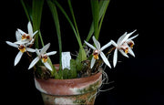 Coelogyne graminifolia