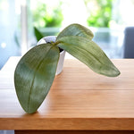 Load image into Gallery viewer, Phalaenopsis Gretchen (gigantea 'Jumbo Bay' × stuartiana 'Jumbo')