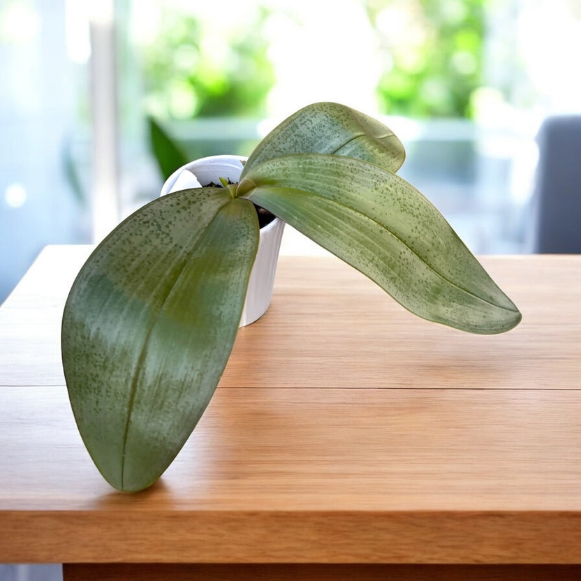 Phalaenopsis Gretchen (gigantea 'Jumbo Bay' × stuartiana 'Jumbo')