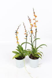 Howeara Mini-Primi (Rodricidium Primi x Leochilus oncidioides)