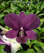 Load image into Gallery viewer, Dendrobium Thai Airwage Blue