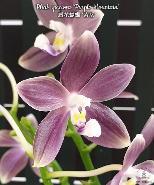Phalaenopsis speciosa 'Purple Mountain'