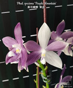 Carica l'immagine nel visualizzatore Galleria, Phalaenopsis speciosa 'Purple Mountain'