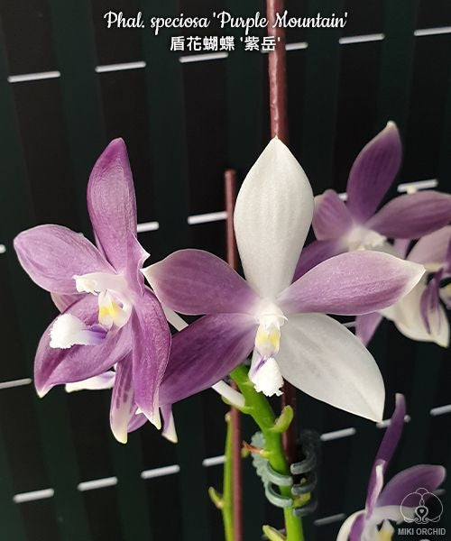 Phalaenopsis speciosa 'Purple Mountain'