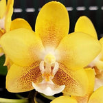 Load image into Gallery viewer, Phalaenopsis KS Balm 'Yellow Chocolate'