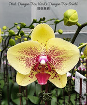 Phalaenopsis Dragon Tree Mark's 'Dragon Tree Oriole' (Dragon Lady)