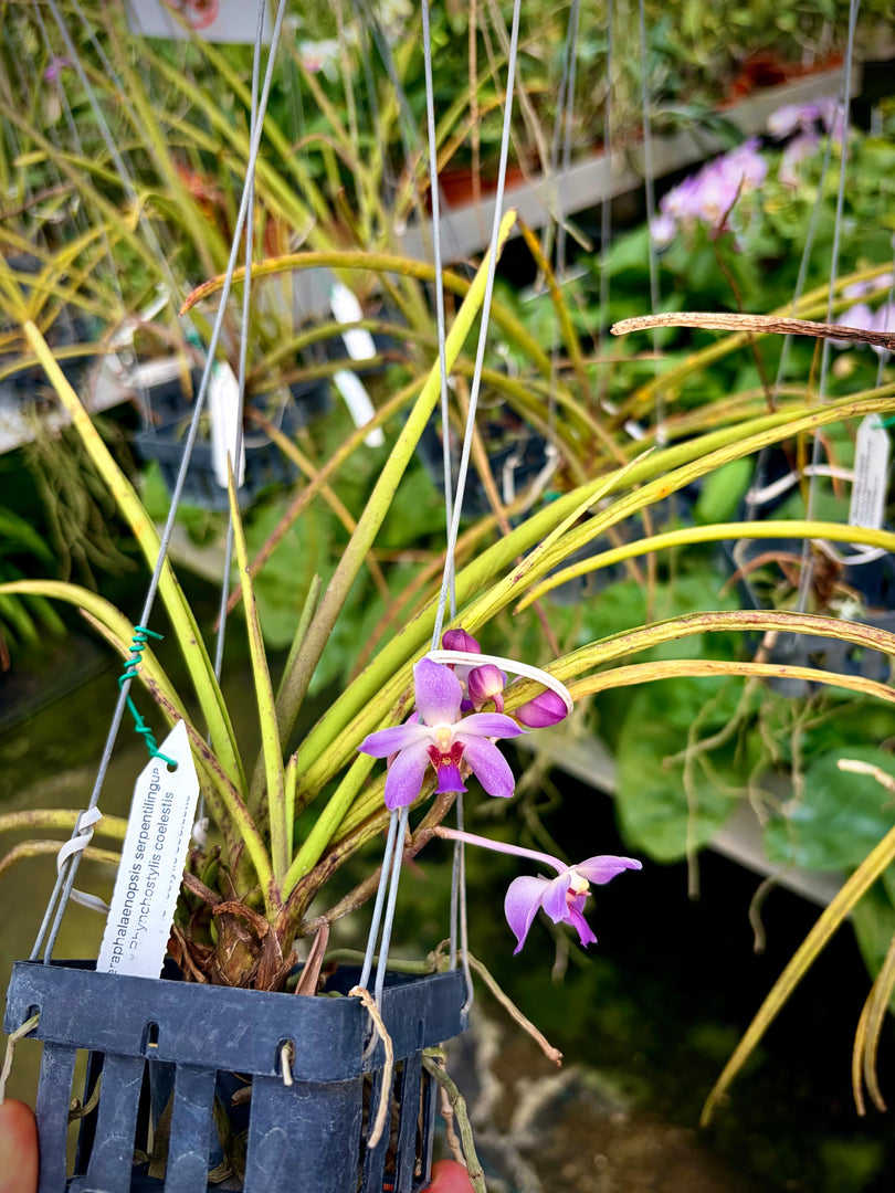 Paraphalaenopsis serpentilingua x Rhynchostylis coelestis